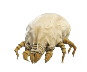 Tick insect PNG-51926